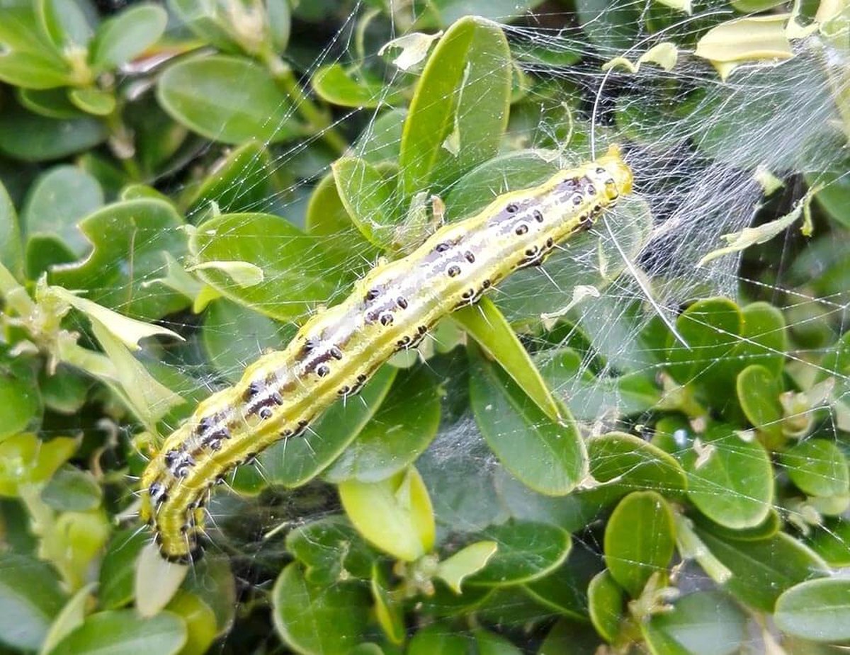 Ferrarium aaltjes tegen buxusmot 20 miljoen aaltjes +/- 20m2 buxusplanten - buxusrups bestrijden met aaltjes - Steinernema carpocapsae