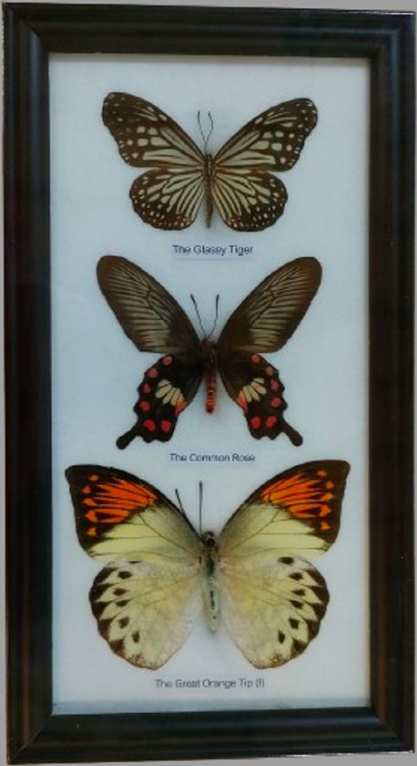 vlinder vlinders vlinder echt insect insecten opgezette vlinder fotolijst