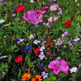 MRS Seeds & Mixtures Zomerbloemenmengsel Hoog – Meerjarig – groeihoogte: 50 -100 cm – ideaal voor alle bodemsoorten – trekt bijen, hommels en vlinders aan