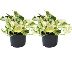 Plantenboetiek.nl | Epipremnum Happy Leaf | 2 stuks - Ø12cm - 15cm hoog - Kamerplant - Multideal