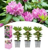 NatureNest - Sierheester - Rhododendron Roseum Elegans - 3 Stuks - 25 - 38 cm