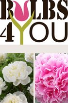Bulbs4you - Paeonia white & pink collectie - 2 stuks - pioenroos - pioenen - pioenrozen