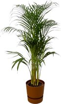 Goudpalm voor in de kamer (Areca palm) inclusief bruine pot, ↨110cm - Ø21cm