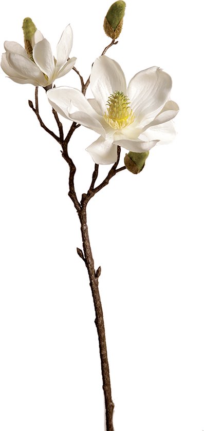 Tige de Magnolia - Blanc