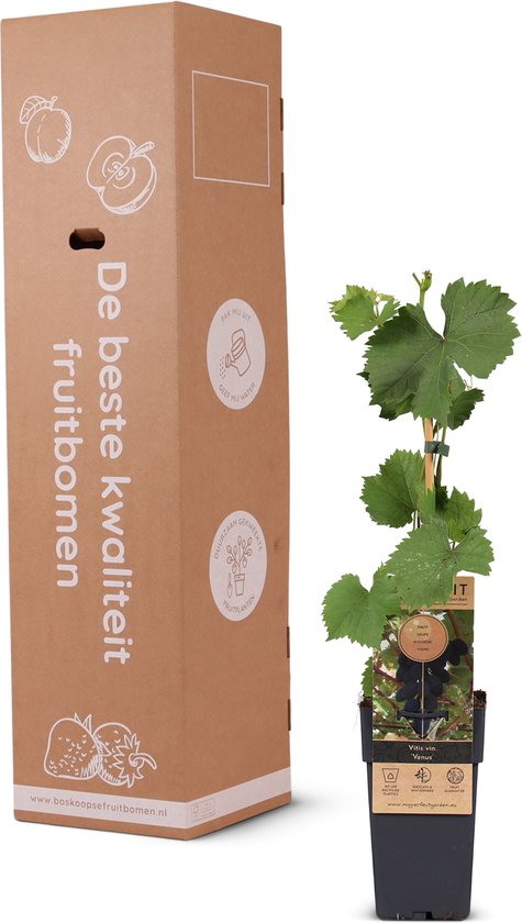 Fruitplant met groene bladeren naast een bruine kartonnen doos met fruitafbeeldingen en tekst.