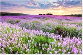 Tuinposter bloemen - Tuindecoratie lavendel paars - 180x120 cm - Tuinschilderij voor buiten - Tuindoek zonsondergang - Wanddecoratie tuin - Schuttingdoek - Balkon decoratie - Muurdecoratie natuur landschap - Buitenposter schutting
