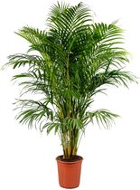 XL Dypsis Lutescens - Areca Palmboom - Hoogte: 140cm - Ø24 cm - Makkelijk te verzorgen - Kamerplant - Palm - Kentia Palm - Luchtzuiverend