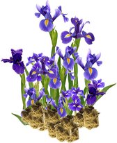 vdvelde.com - Blauwe Lis - 15 stuks - Iris Kaempferi - Moerasplant - Volgroeide hoogte: 60 cm - Plaatsing: -1 tot -10 cm