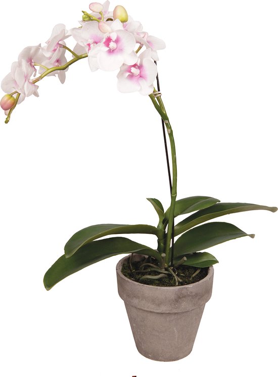 Dendrobium orchidee in witte en lichtroze kunstpot H45