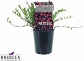 4x Cranberry planten, Bodembedekking, fruitstruik, kleur Rood-donkerrood, Vaccinium Early Black, Ø12cm - 20cm