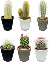 zes unieke soorten cactussen in moderne glazen potten - Ø7.5 cm - 8-15cm