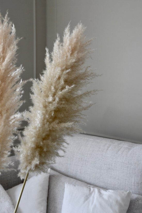 Luxe Beige Pampas pluimen | 10 stuks | XXL Pampasgras | Droogbloemen | 100 cm| Boeket decoratie pluimen | Woondecoratie | Decoratie | Luxury Living | Rietpluimen