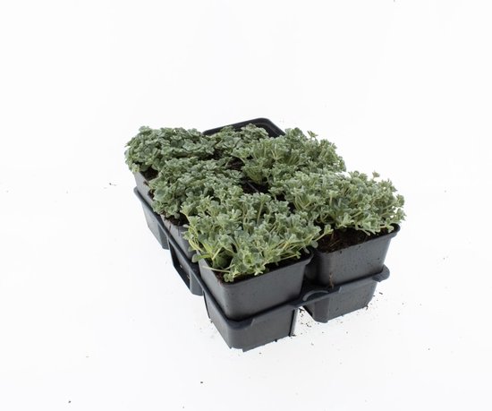 Bodembedekker Vetkruid - 12 Stuks - Sedum spathulifolium 'Cape Blanco' - P9 - Plant -...