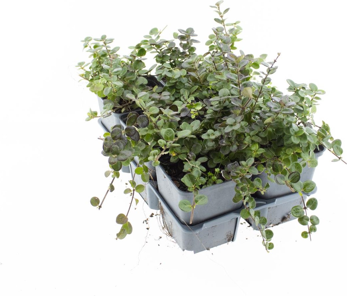 Bodembedekker Kruipende Kamperfoelie - 12 Stuks - Lonicera crass. 'Little Honey' - P9 - Plant - Tuinplant