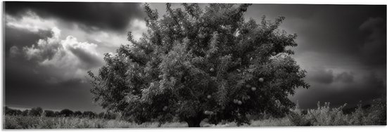 Acrylglas - Landschap - Boom - Gras - Wolken - Zwart - Wit - 90x30 cm Foto op Acrylglas (Met Ophangsysteem)