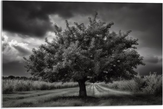 Acrylglas - Landschap - Boom - Gras - Wolken - Zwart - Wit - 75x50 cm Foto op Acrylglas (Met Ophangsysteem)