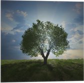 Vlag - Landschap - Natuur - Boom - 50x50 cm Foto op Polyester Vlag