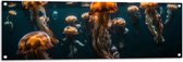 Tuinposter – Kwallen - Zee - Oceaan - Dieren - Groep - 120x40 cm Foto op Tuinposter (wanddecoratie voor buiten en binnen)