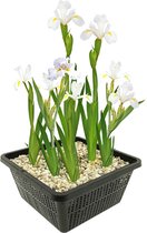 vdvelde.com - Witte Lis - 4 stuks - Iris Kaempferi White - Moerasplant - Volgroeide hoogte: 80 cm - Plaatsing: -1 tot -10 cm