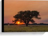 Canvas - Landschap - Boom - Gras - Zonsondergang - 40x30 cm Foto op Canvas Schilderij (Wanddecoratie op Canvas)