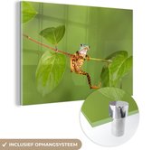 MuchoWow® Peinture sur verre 180x120 cm - Peinture sur verre acrylique - Grenouille - Branche - Vert - Photo sur verre - Peintures