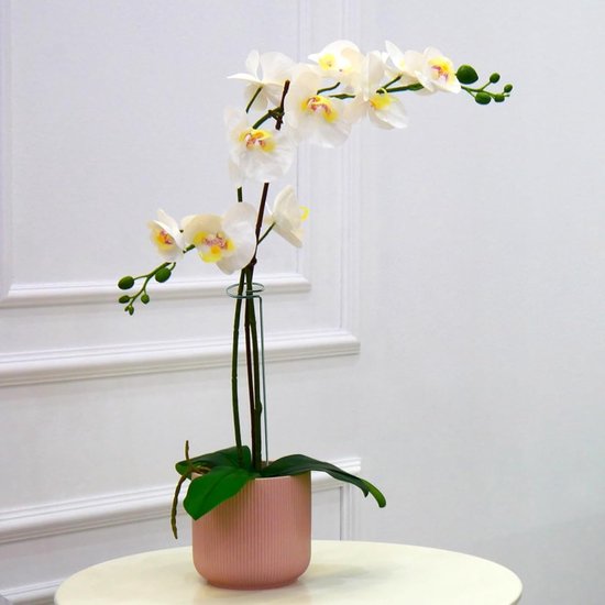 Phalaenopsis Orchideeën Bladeren Kunstmatige Echte