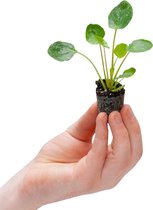PLNTS - Baby Pilea Peperomioides Sugar® (Ufoplant) - Kamerplant - Stekplantje 2 cm - Hoogte 15 cm