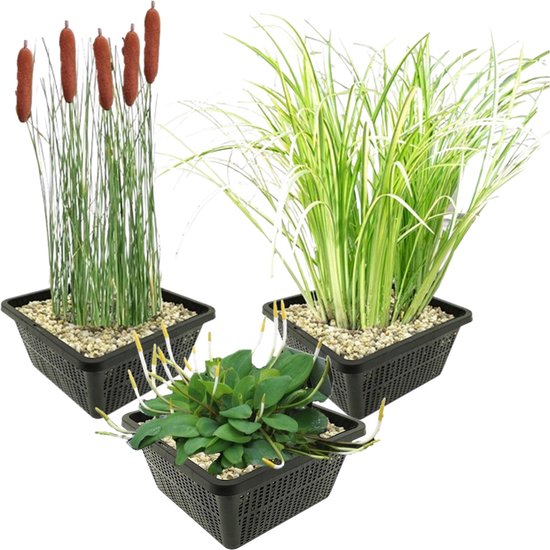 vdvelde.com - Vijverplanten Set - Oeverplanten - Combi set - 12 planten - Plaatsing: -1 tot -20 cm