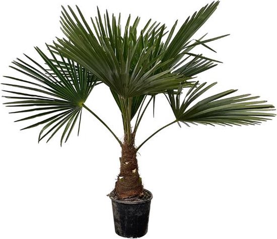 Chinese windmolenpalm (Trachycarpus), ongeveer 90 cm hoog