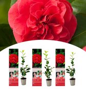 NatureNest - Japanse roos - Camellia - Rood - 3 stuks - 30-38 cm