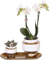 Moederdag Cadeau! Kamerplantenset, Orchidee Amabilis +Succulent op smalle Gouden dienblad, Kleur Wit-Groen,