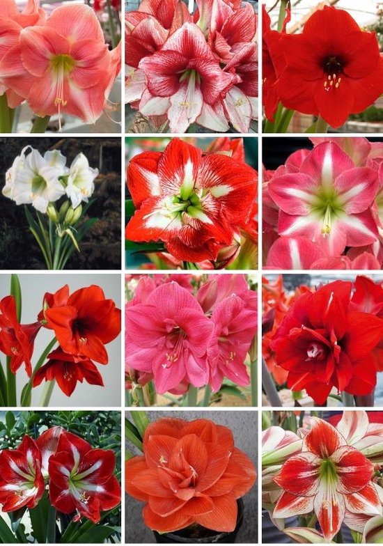 Amaryllis Mystery Mix 2 stuks - Hippeastrum - amaryllis bloembol