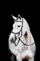 Horseware Hoofdstel Horseware Micklem Multi Bridle 2.0 Zwart