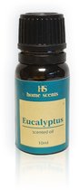 Scented oil Eucalyptus - 10 ml - HS - Geurolie | Aroma therapie