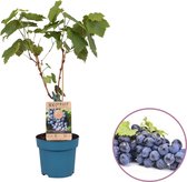 Druivenplant (blauw), Vitis vinifera 'Regent' op stam, hoogte 60 - 80 cm, zelfbestuivend, winterhard