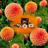 Dahlia Mystery Day, 1st, Kleur Glinsterende Oranje Bloemen, Bloembollen, Flowerbulbs Amsterdam