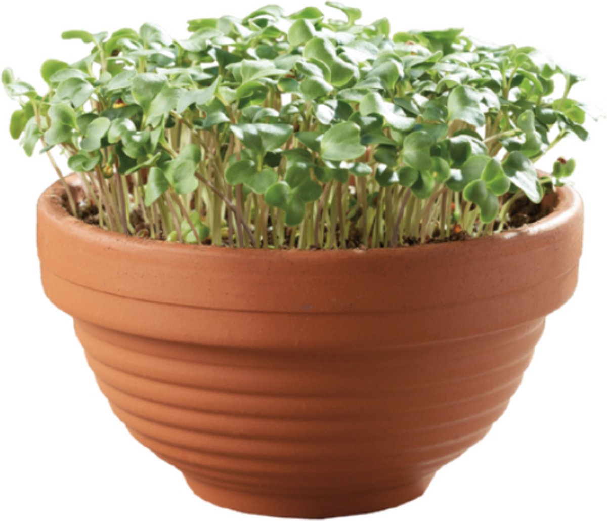 Microgreens schaal Boerenkool