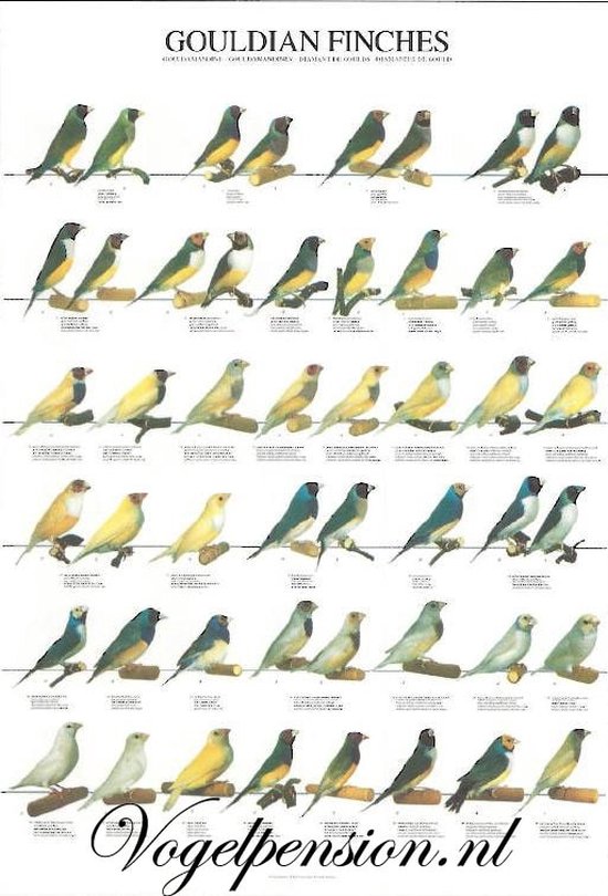Poster oiseaux Diamants de Gould plastifiés | bol