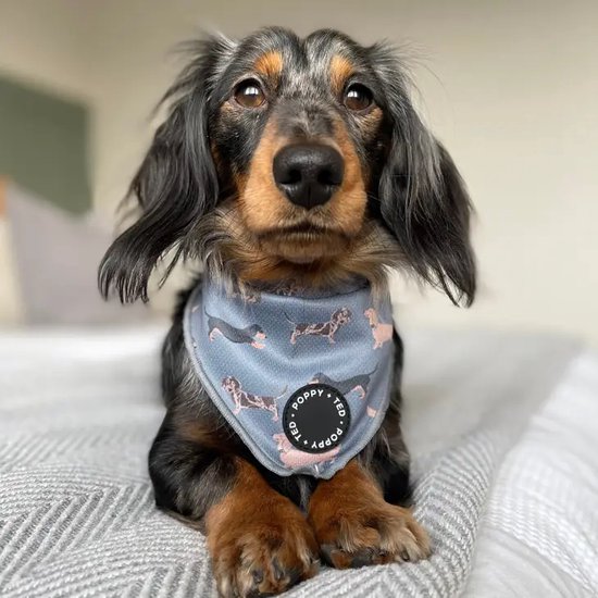 Poppy Ted Callmshop bandana voor honden Klassieke driehoekige