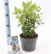 5 stuks | Viburnum tinus 'Eve Price' C2 25-30 cm