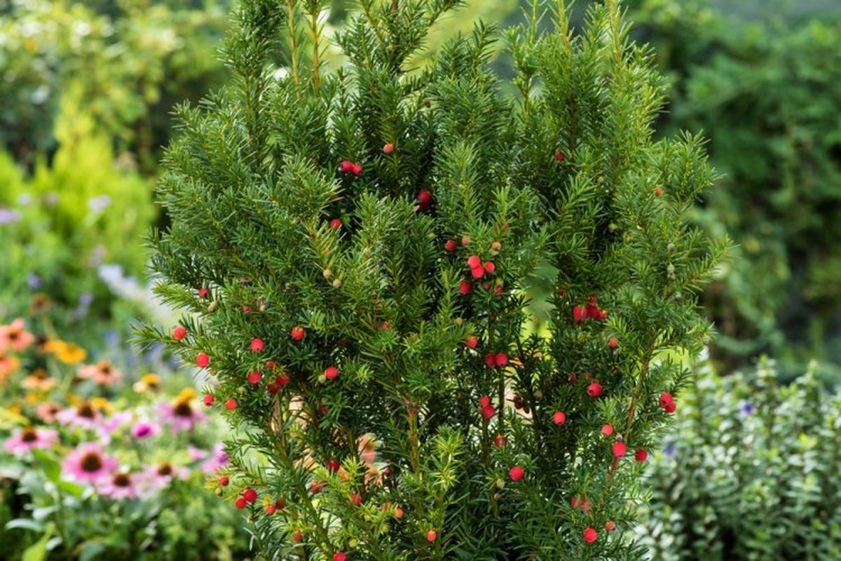 Taxus media 'Hicksii' C3.5 40-50 cm