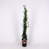 3 stuks | Hedera helix 'Shamrock' C2 80-100 cm