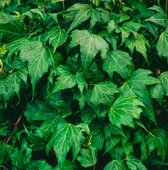 Hedera helix 'Green Ripple' C2 60-80 cm