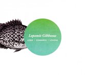 Paul Lovens - Lepomis Gibbosus (CD)