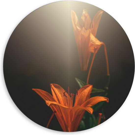 Dibond Muurcirkel - Oranje lelie bloemen met witte lichtinval van bovenaf - 80x80 cm Foto op Aluminium Muurcirkel (met ophangsysteem)