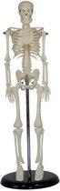 Anatomisch model van het menselijk skelet - 42 cm - Mini Skelet - Anatomie kado