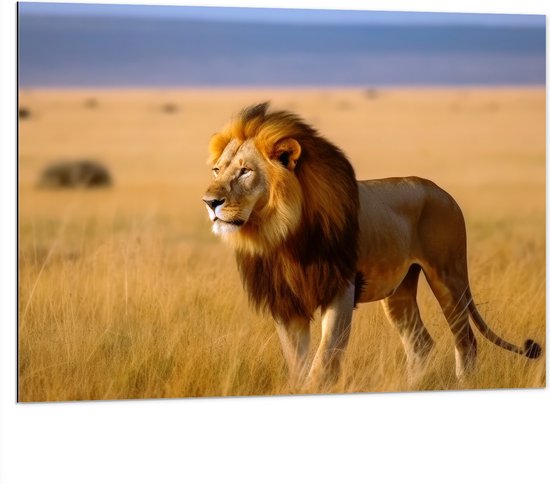 Dibond - Leeuw staat in het gras en kijkt uit over de savanne - 100x75 cm Foto op Aluminium (Wanddecoratie van metaal)