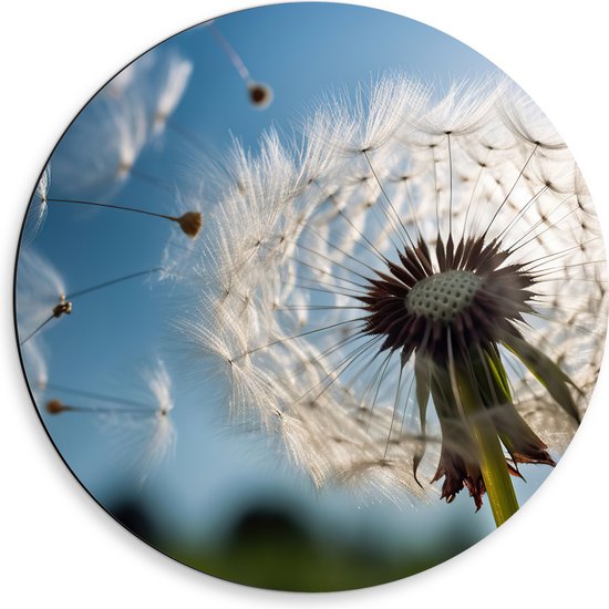 Dibond Muurcirkel - Half Weggeblazen Paardenbloem met Heldere Lucht Achtergrond - 50x50 cm Foto op Aluminium Muurcirkel (met ophangsysteem)