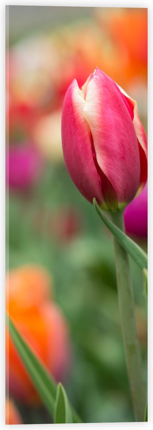 Acrylglas - Donker roze tulpen die nog aan het uitkomen zijn - Bloemen - 20x60 cm Foto op Acrylglas (Wanddecoratie op Acrylaat)