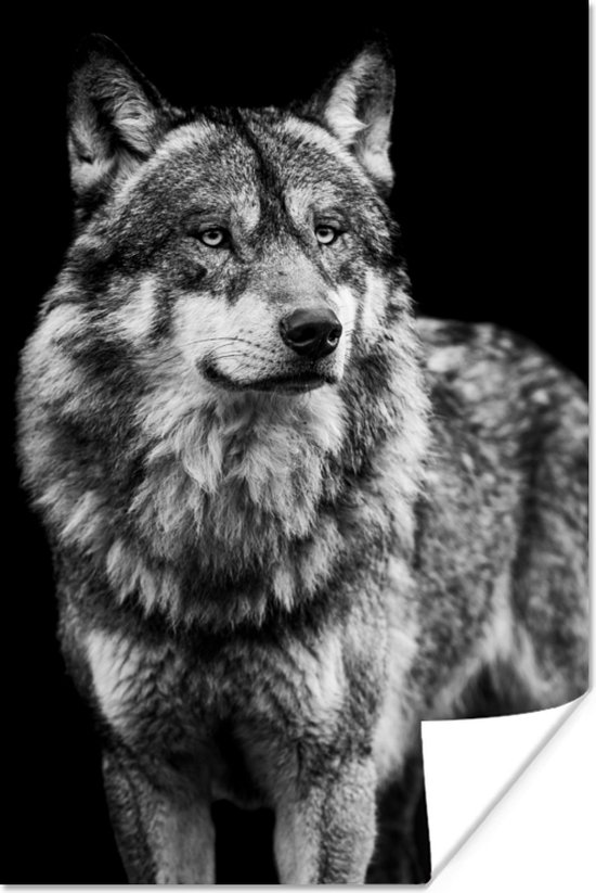 Poster Wolf - Dieren - Wild - Zwart - Wit - 20x30 cm